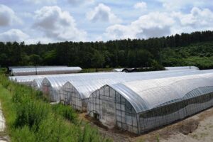 ビニールハウス